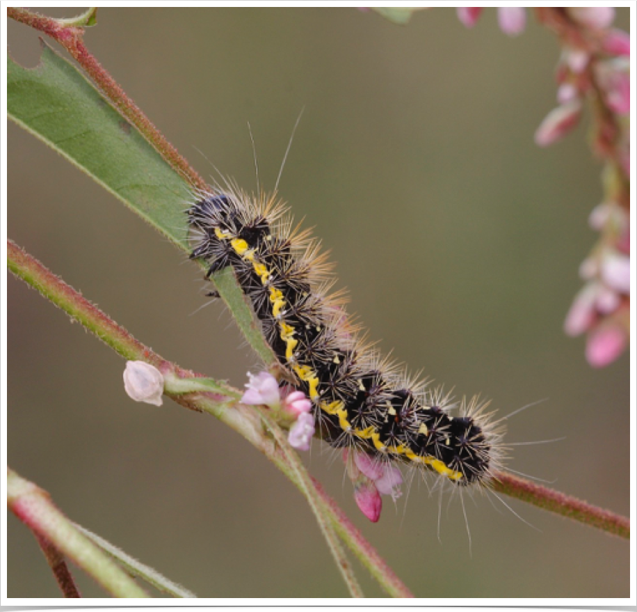 Acronicta oblinita
Smeared Dagger (Smartweed Caterpillar)
Perry County, Alabama Acronicta oblinita
Smeared Dagger (Smartweed Caterpillar)
Perry County, Alabama